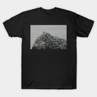 Gannets galore T-Shirt